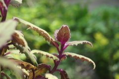 Gynura aurantiaca
