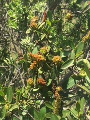 Colliguaja odorifera