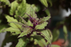 Gynura aurantiaca