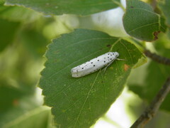 Yponomeuta malinellus