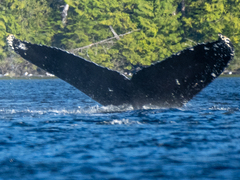 Megaptera novaeangliae