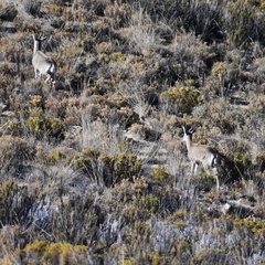 Hippocamelus antisensis