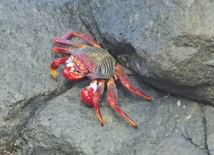 Grapsus adscensionis