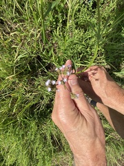 Verbena brasiliensis