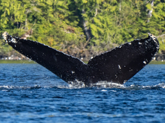 Megaptera novaeangliae