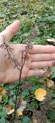 Perilla frutescens
