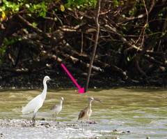 Numenius phaeopus hudsonicus