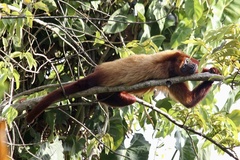 Alouatta macconnelli