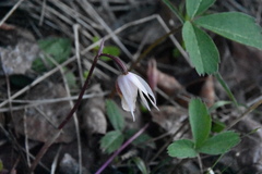 Calypso bulbosa