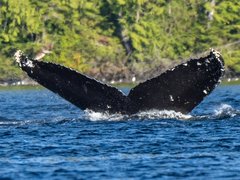 Megaptera novaeangliae