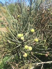 Retanilla ephedra