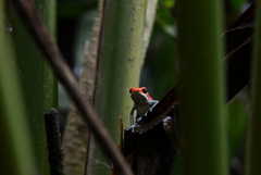 Oophaga granulifera