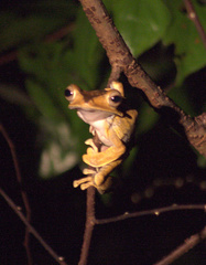 Polypedates otilophus