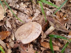 Lactarius violascens
