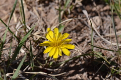 Nothocalais troximoides