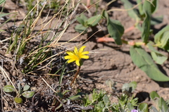 Nothocalais troximoides