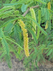 Mimosoideae