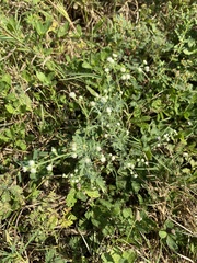 Parthenium hysterophorus