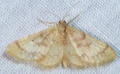 Idaea demissaria