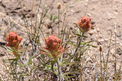 Castilleja arachnoidea