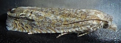 Eucosma ochrocephala
