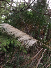 Cortaderia jubata
