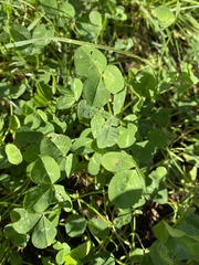 Medicago polymorpha