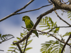 Forpus xanthopterygius