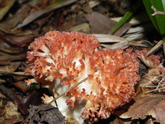 Ramaria botrytis