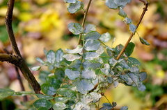 Erysiphe palczewskii