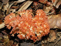 Ramaria botrytis
