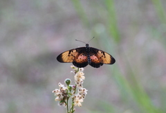 Acraea natalica