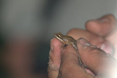 Pristimantis ockendeni