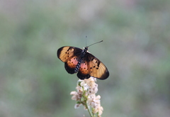Acraea natalica