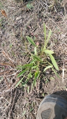 Echinacea angustifolia