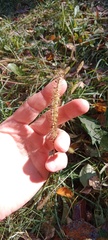 Setaria verticillata