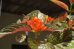 Chrysothemis pulchella