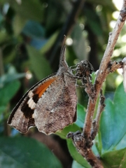 Libytheana carinenta mexicana