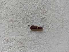 Rhetus arcius