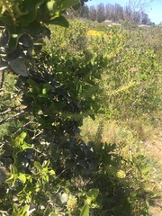 Escallonia pulverulenta