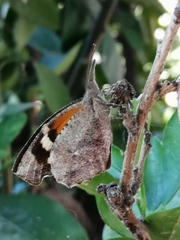 Libytheana carinenta mexicana