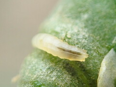 Phytomyza rufipes
