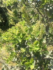 Escallonia pulverulenta