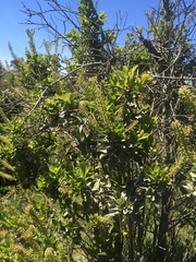 Escallonia pulverulenta