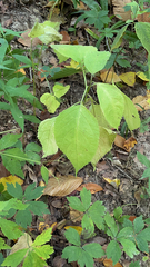 Collinsonia canadensis
