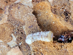 Dendroctonus pseudotsugae
