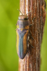 Anthaxia vittipennis