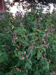 Aloysia macrostachya