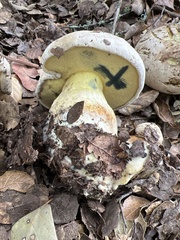 Caloboletus marshii