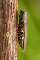 Anthaxia vittipennis